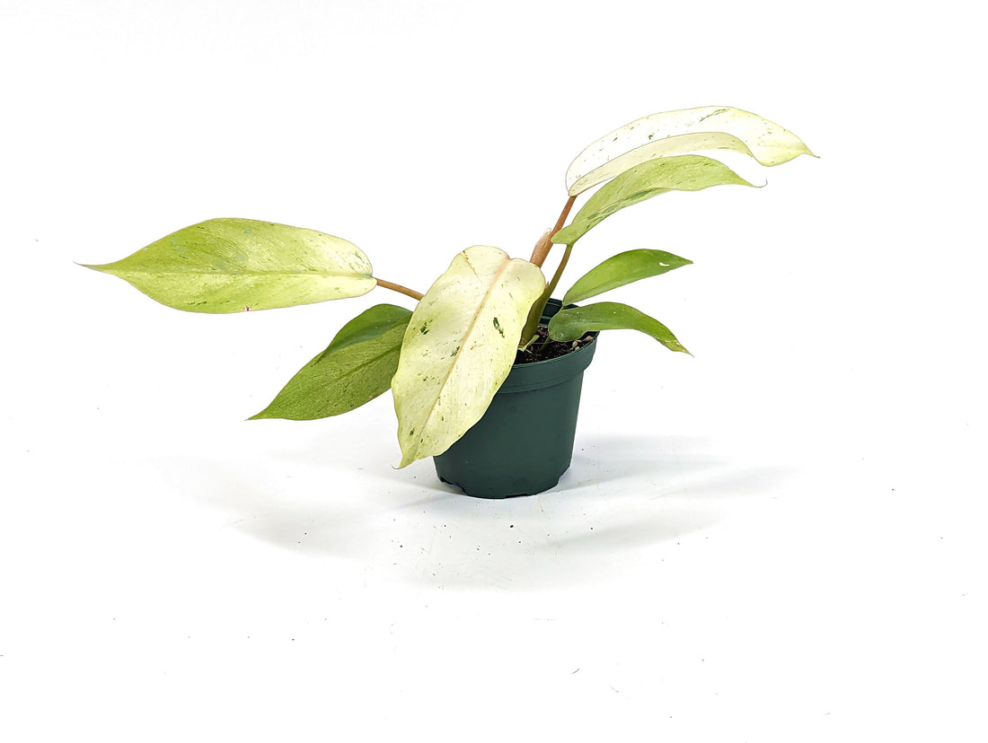 Philodendron Snowdrift 3 Inch Pot Starer Plant