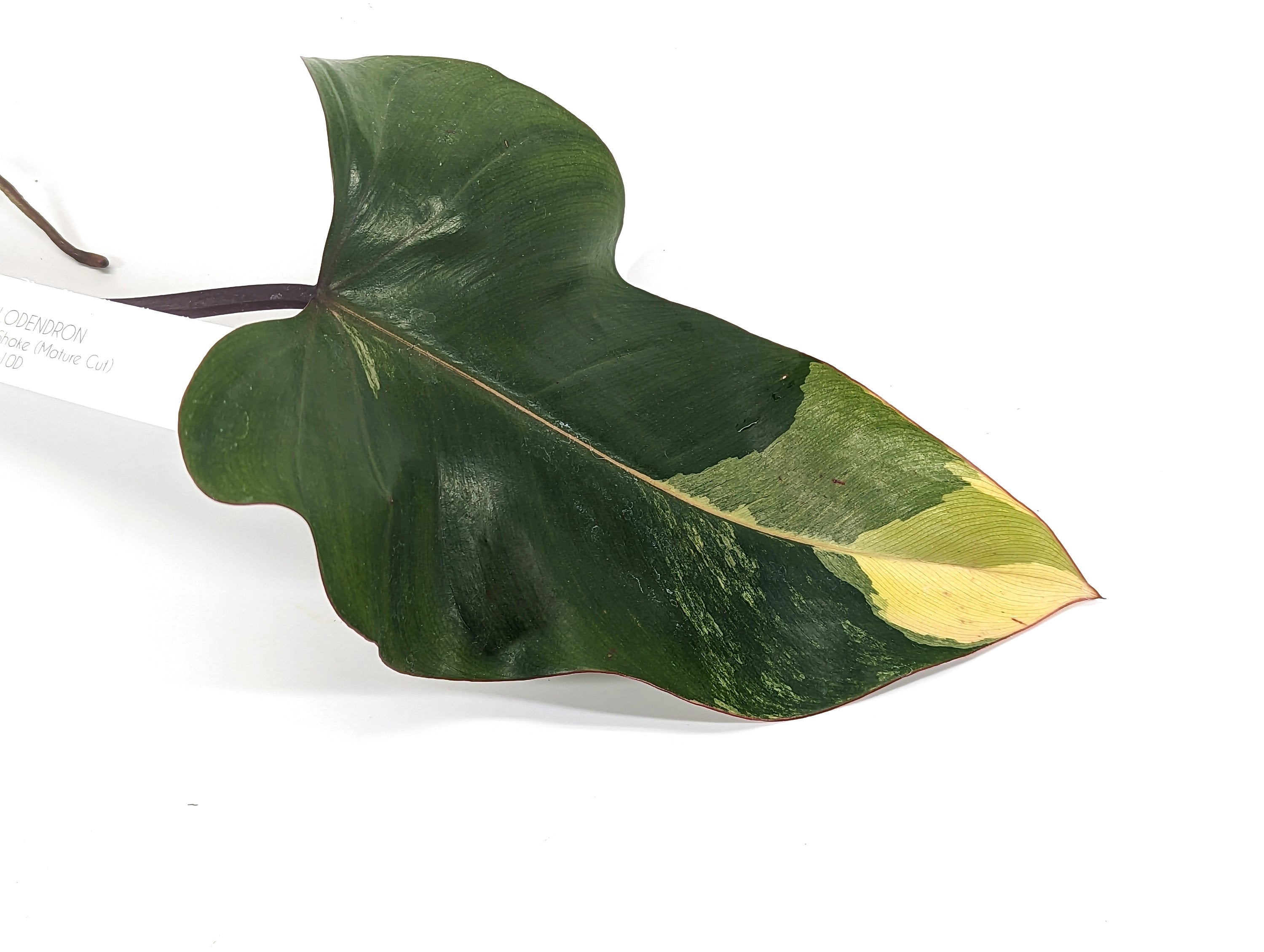 Strawberry Shake Philodendron Cuttings of Mature Leaves XL Size - Exact Pictured