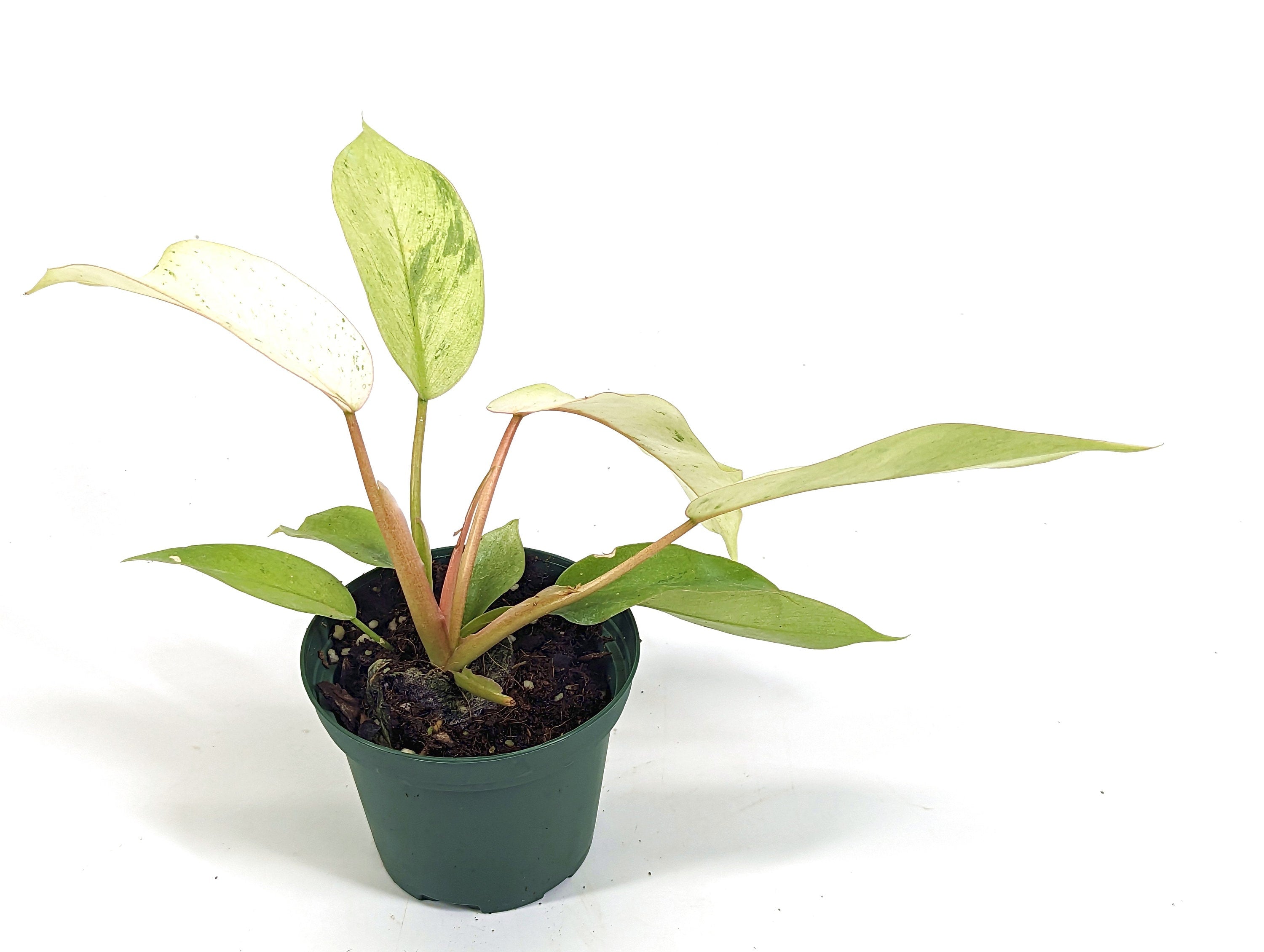 Philodendron Snowdrift 3 Inch Pot Starer Plant