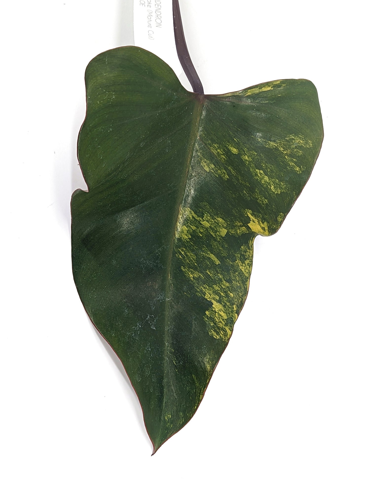Strawberry Shake Philodendron Cuttings of Mature Leaves XL Size - Exact Pictured