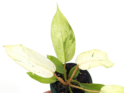 Philodendron Snowdrift 3 Inch Pot Starer Plant