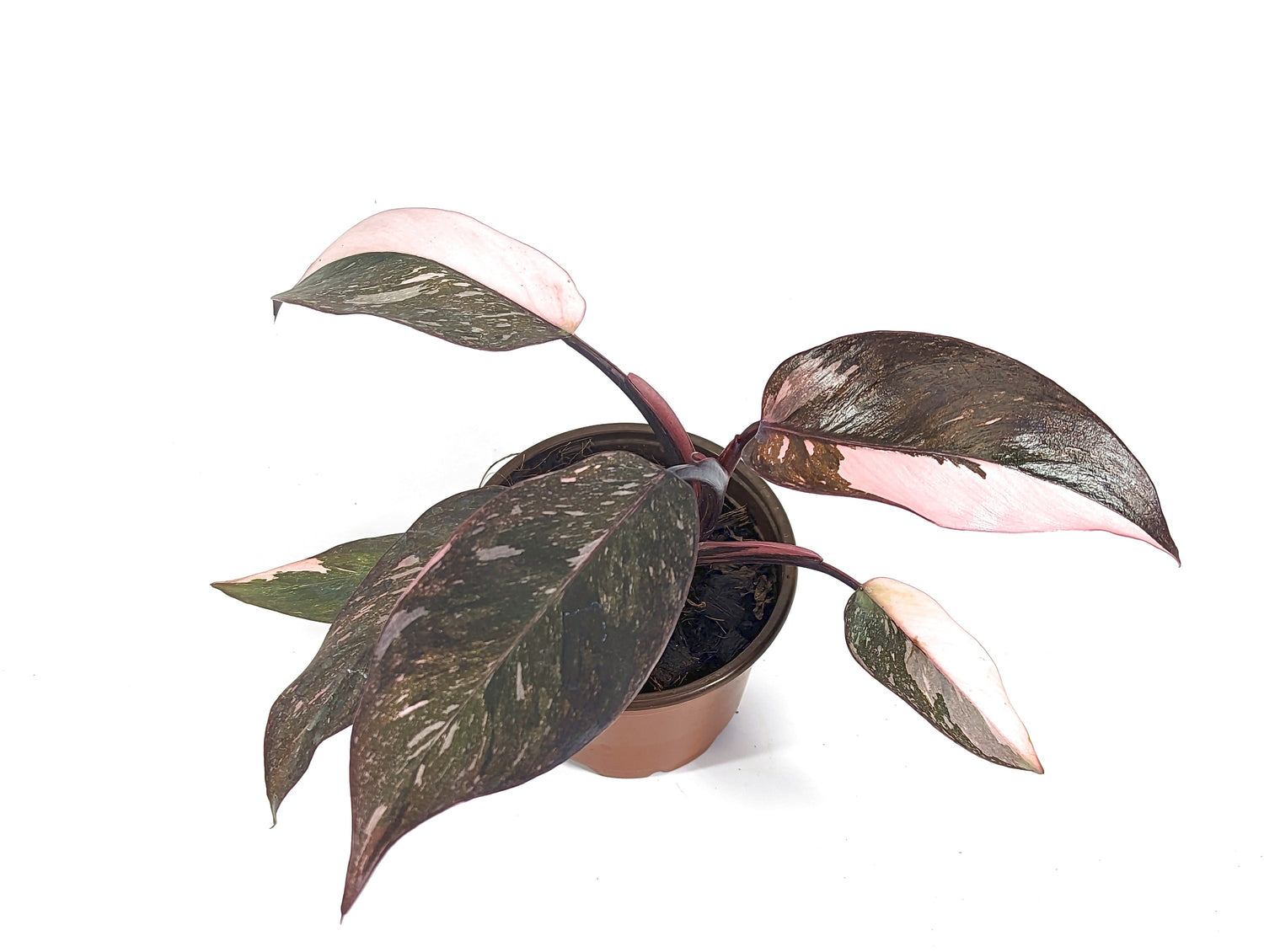 Philodendron Pink Princess Marble Galaxy
