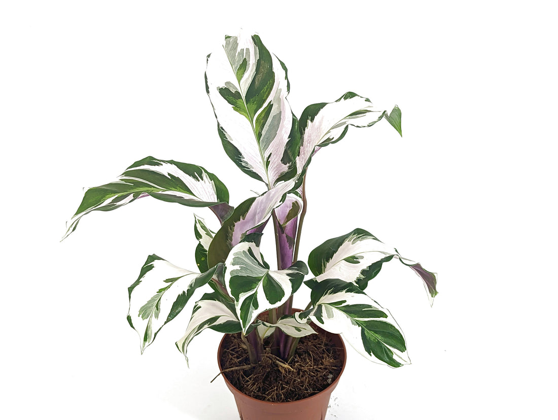 Calathea Stella 4 inch pot Air Purifying Houseplant with White, Green and Purple Leaves