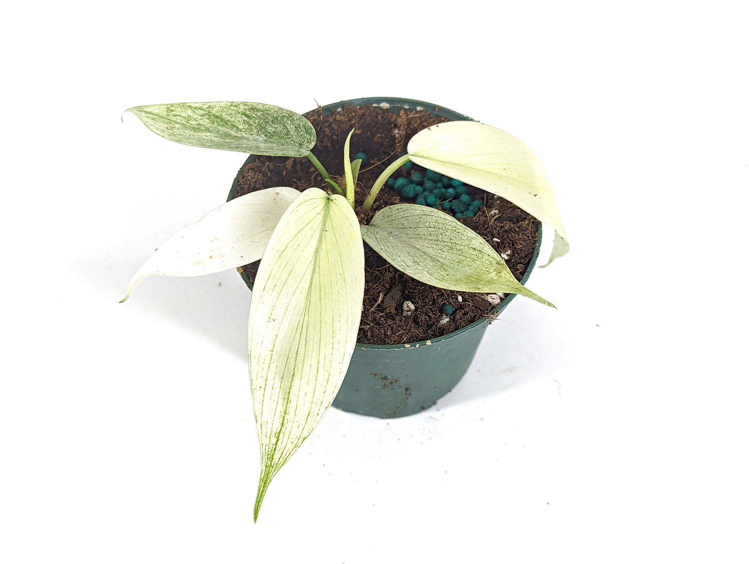 Philodendron Florida Ghost Mint 3 inch starter plant - Live Rare Indoor House Plant