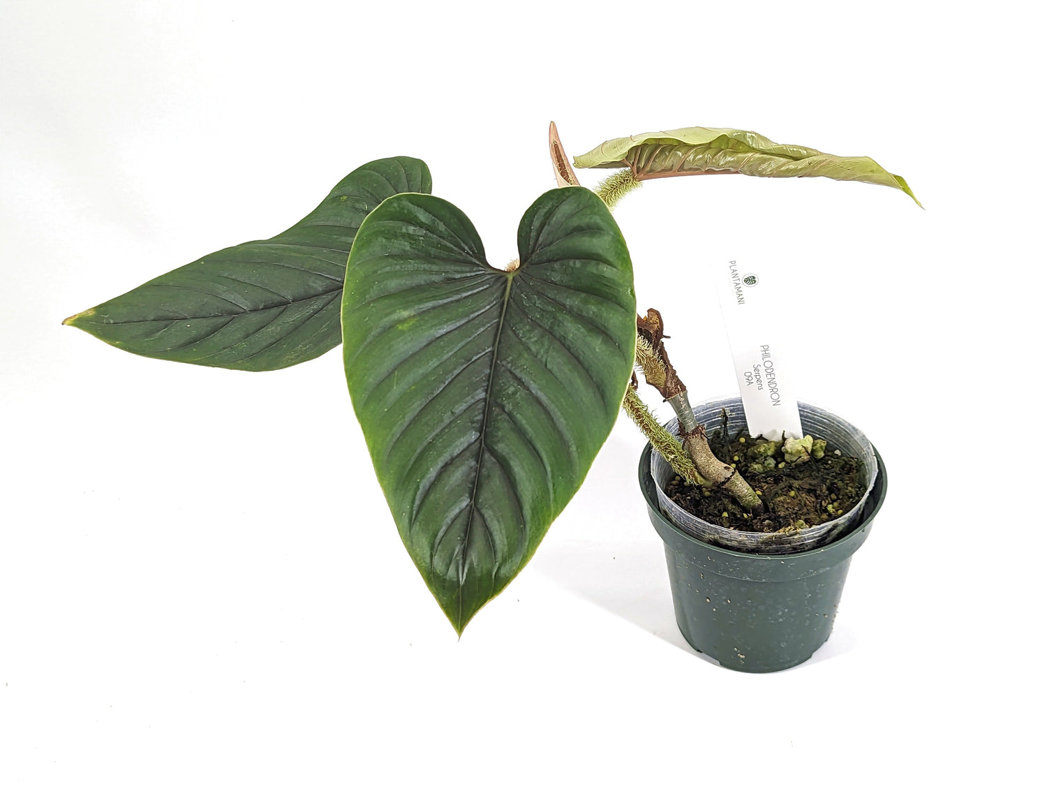 Philodendron serpens | 4 inch pot