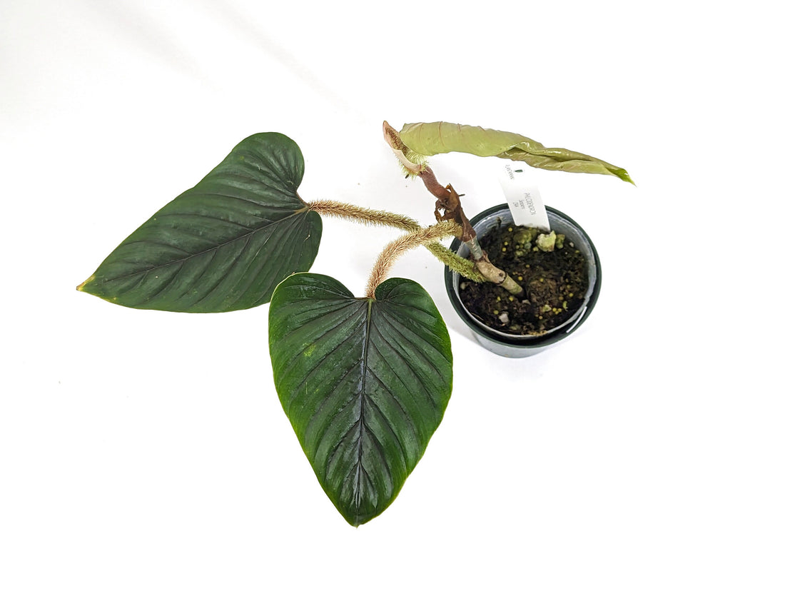 Philodendron serpens | 4 inch pot