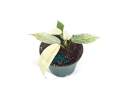 Philodendron Florida Ghost Mint 3 inch starter plant - Live Rare Indoor House Plant