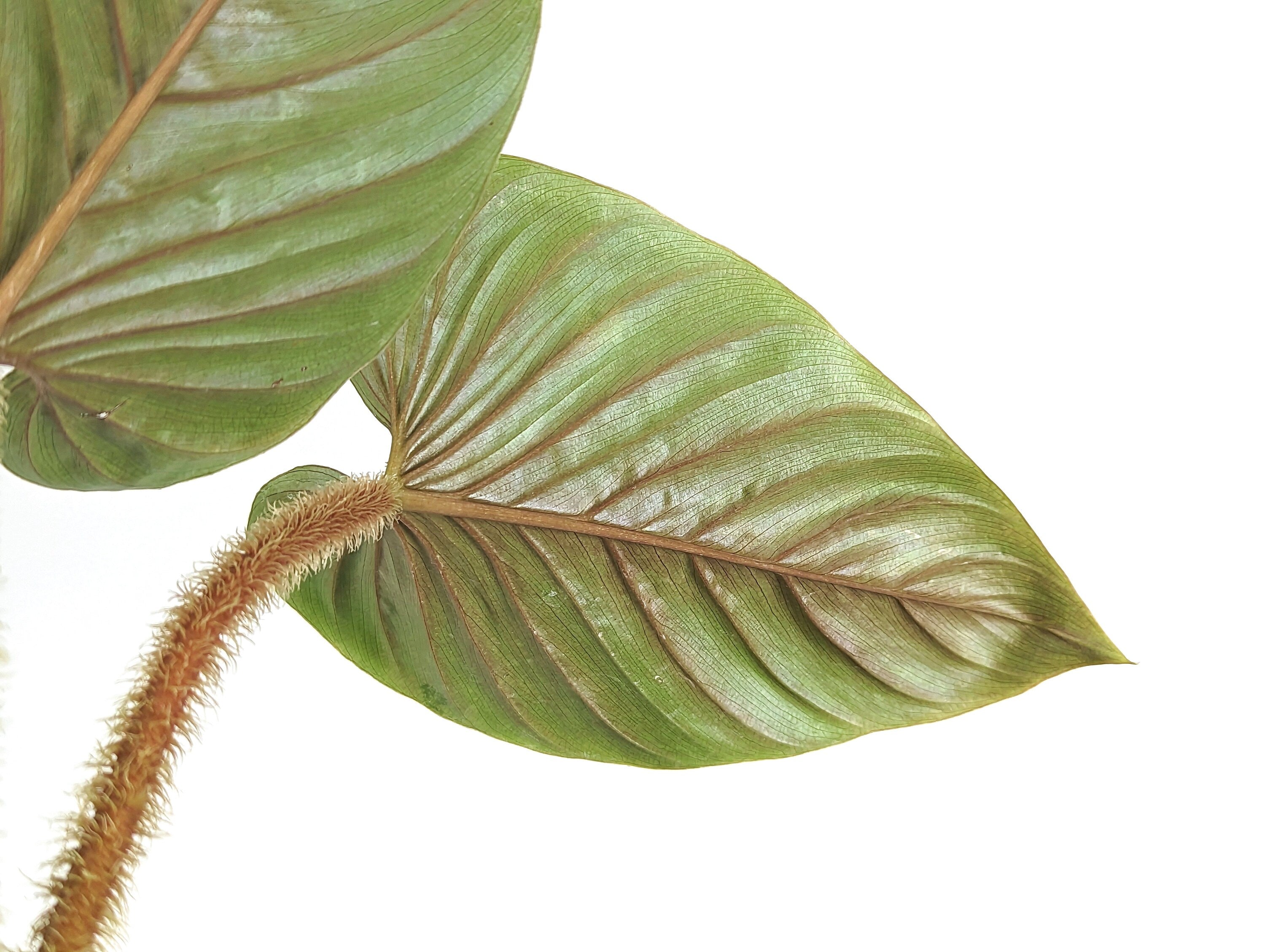 Philodendron serpens | 4 inch pot