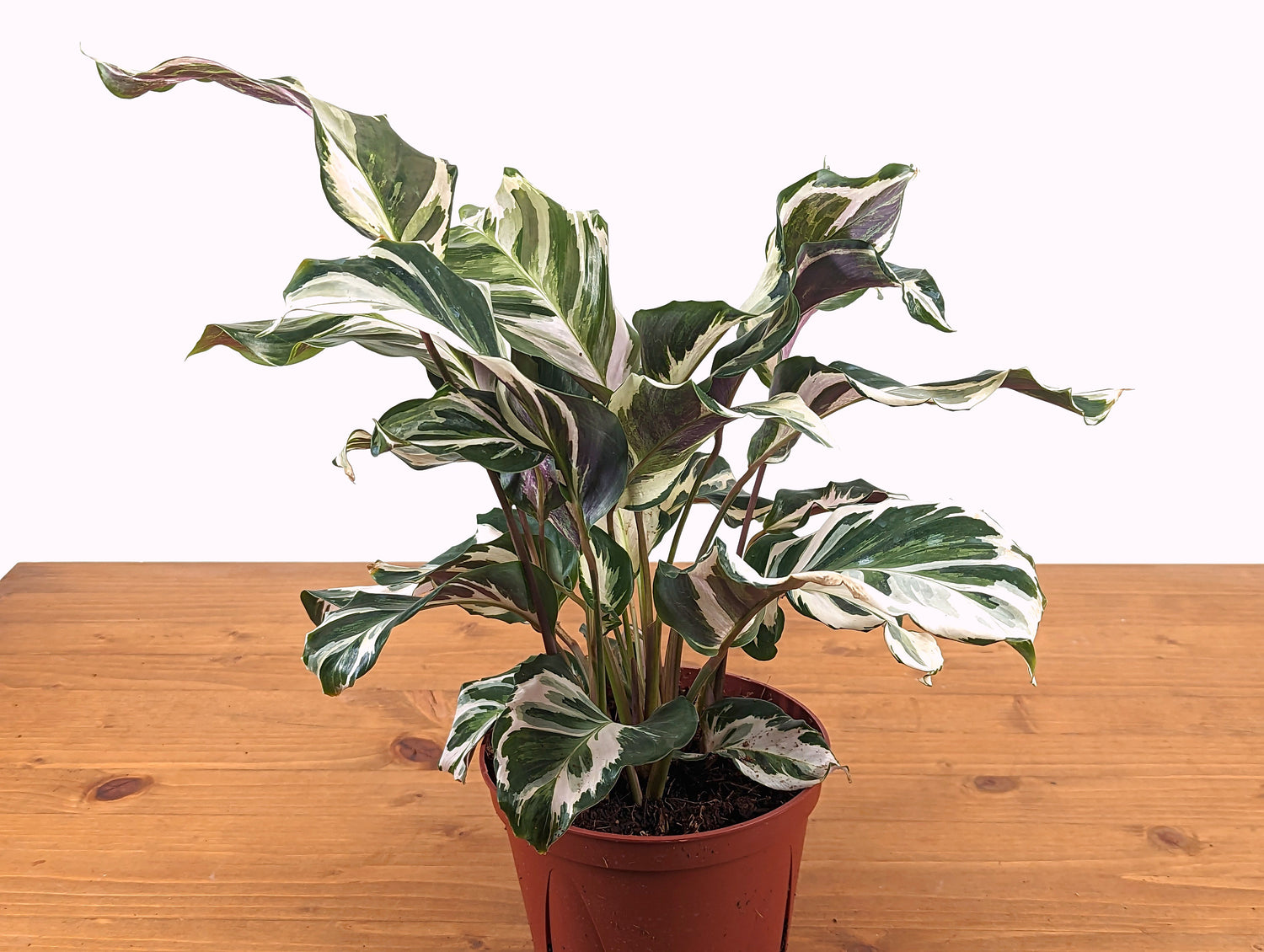 Calathea Stella 4 inch pot Air Purifying Houseplant with White, Green and Purple Leaves