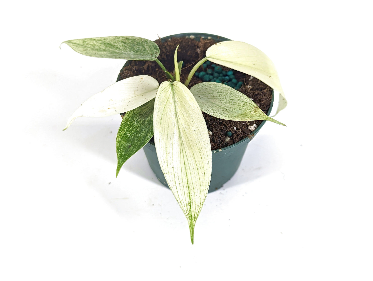 Philodendron Florida Ghost Mint 3 inch starter plant - Live Rare Indoor House Plant