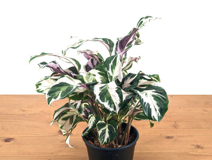 Calathea Stella 4 inch pot Air Purifying Houseplant with White, Green and Purple Leaves