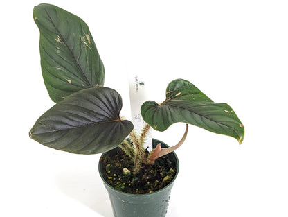 Philodendron serpens | 4 inch pot