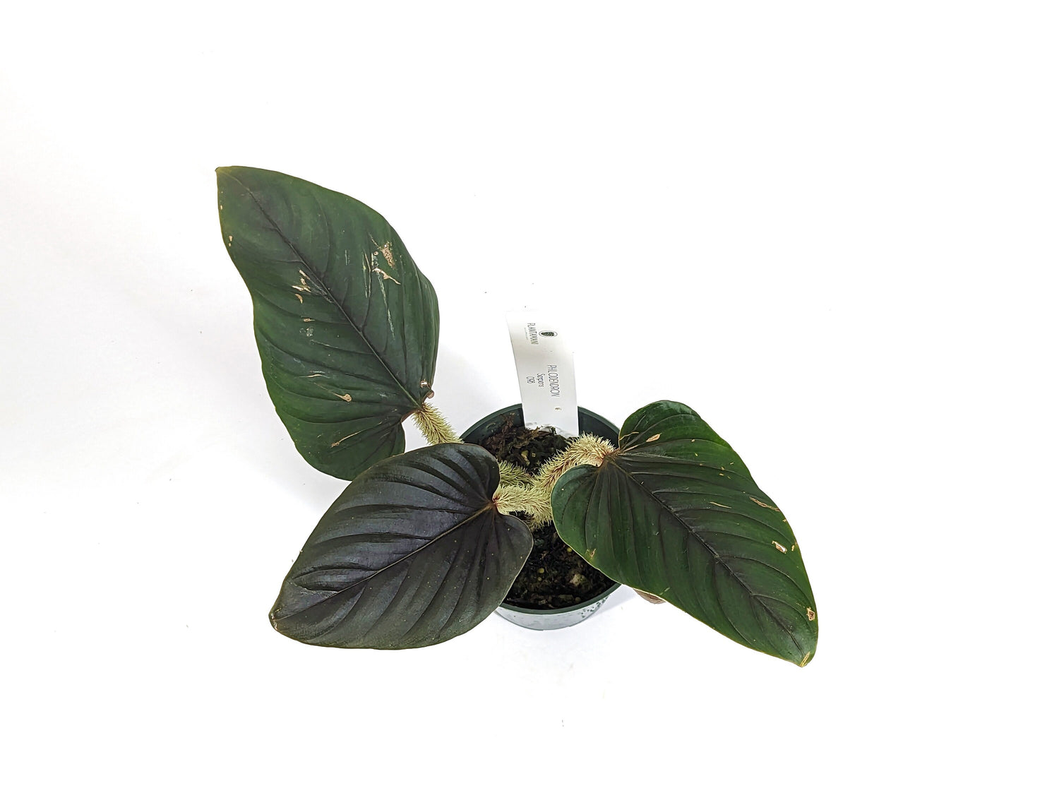 Philodendron serpens | 4 inch pot