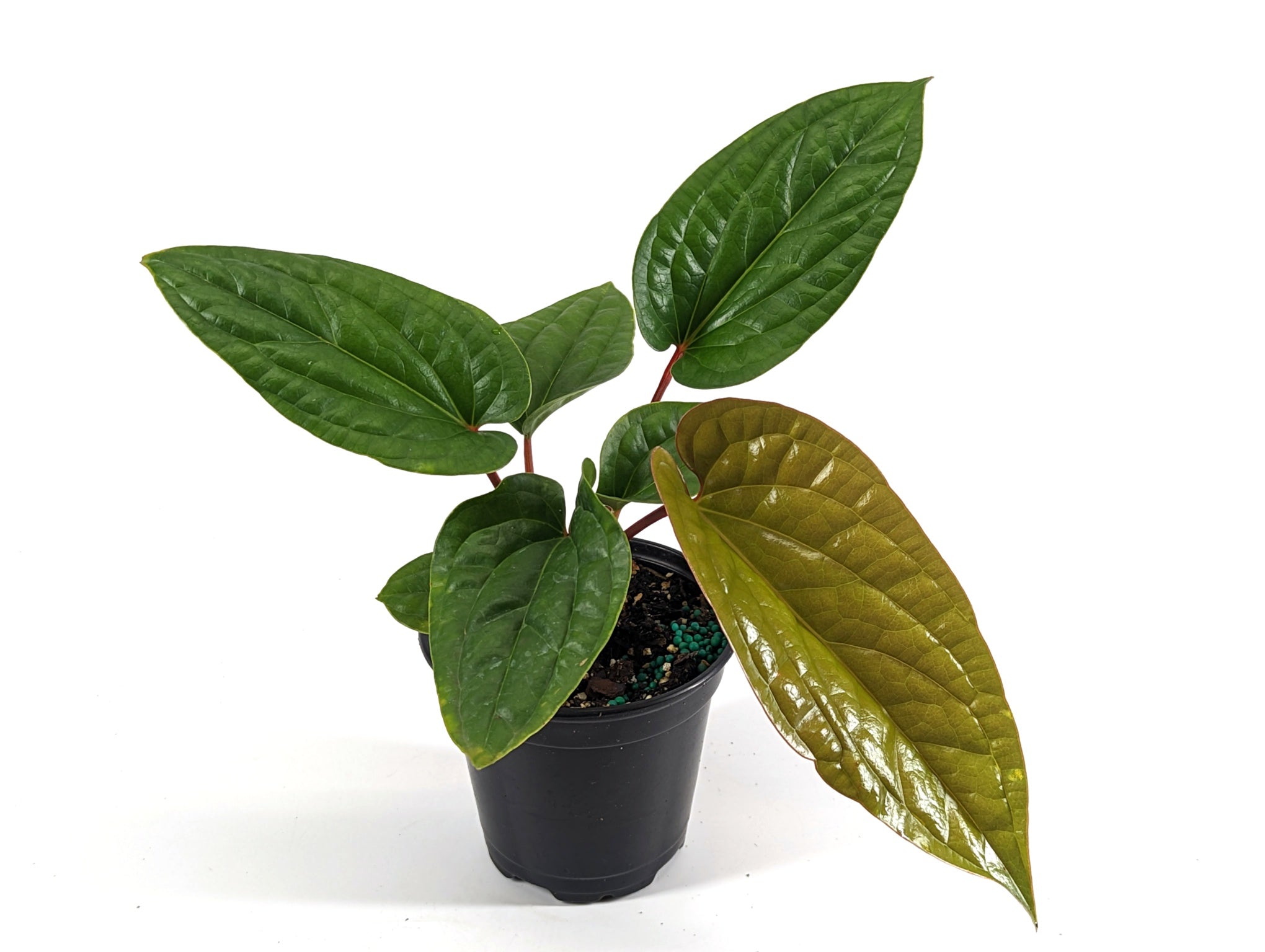 Anthurium Collection - PLANTAMANI Plants