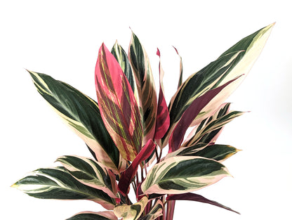 Calathea Triostar Stromanthe Tricolor Prayer Plant - 6 Inch Pot