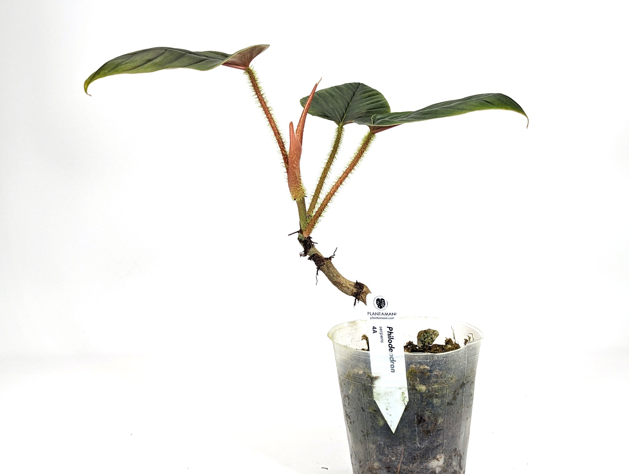 Philodendron Serpens (Mature)