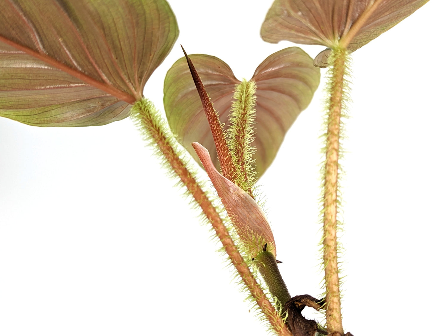 Philodendron serpens
