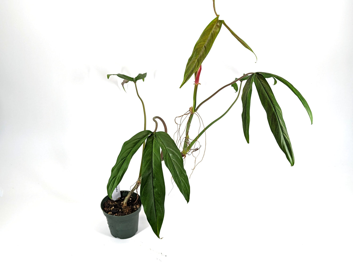 Philodendron paloraense 4 inch pot