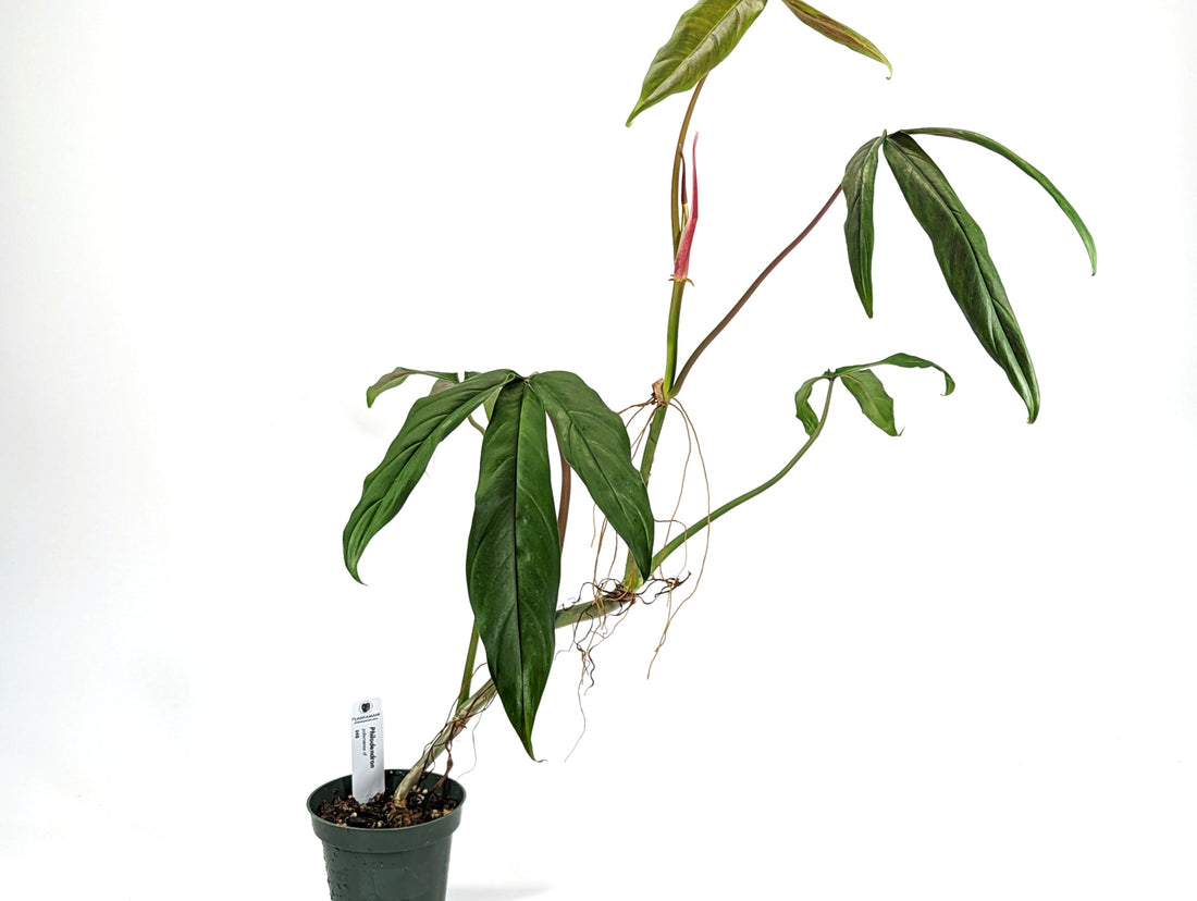 Philodendron Paloraense CF