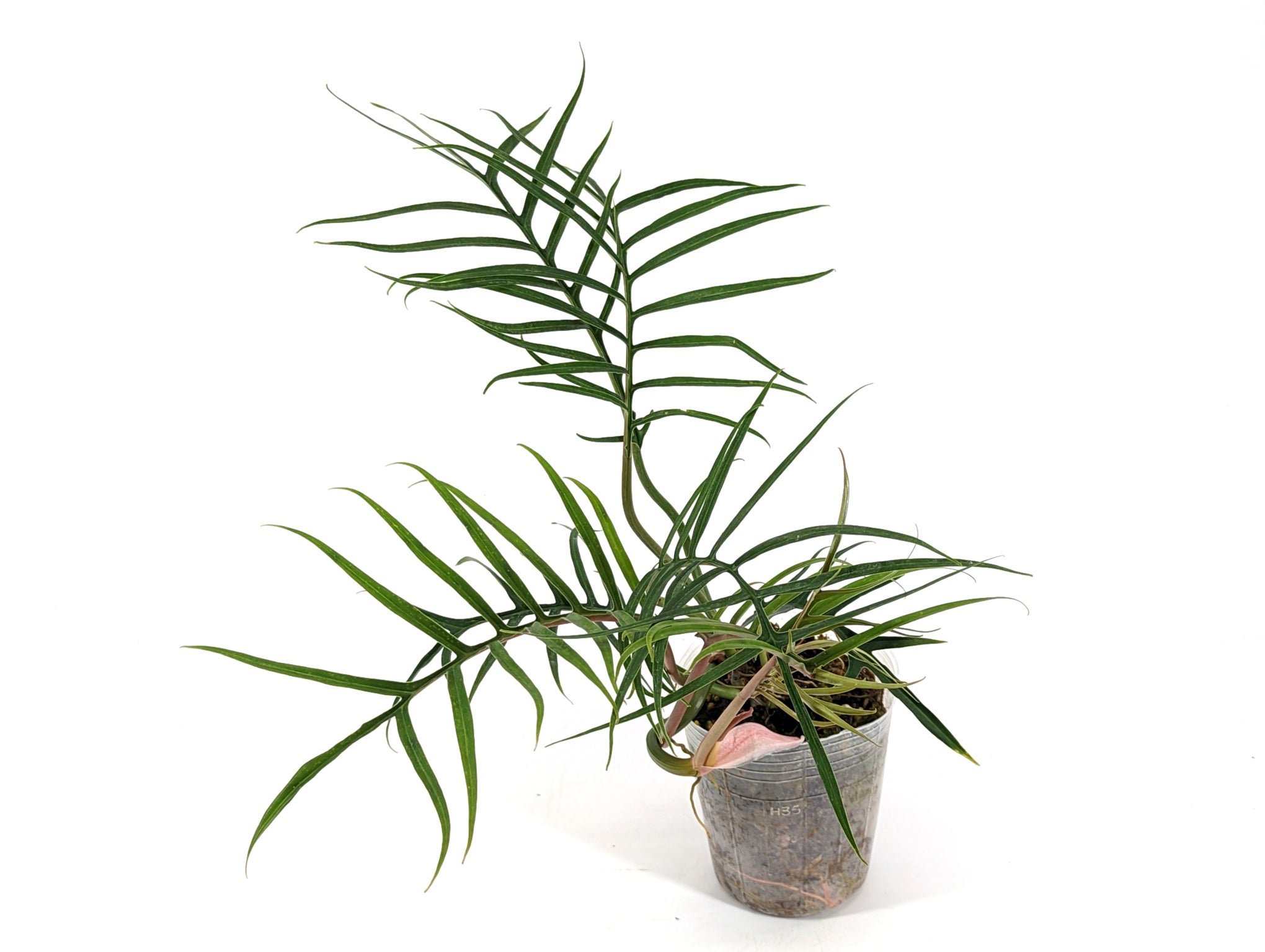Philodendron tortum | XL 5 Inch Pot