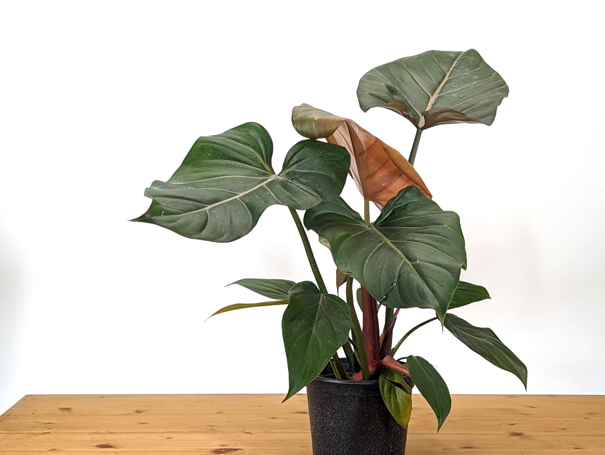 Philodendron Summer Glory