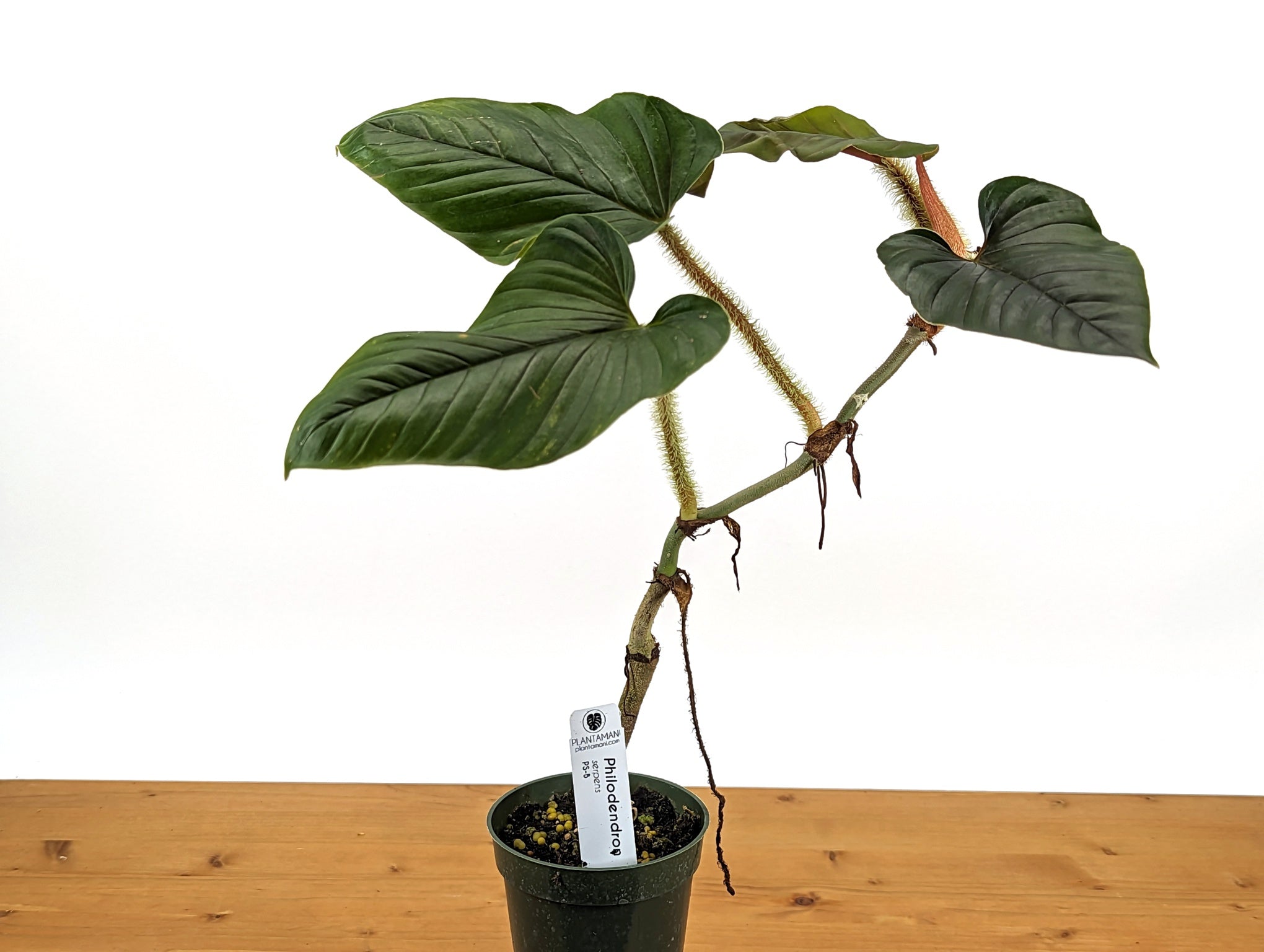 Philodendron Serpens (Mature)