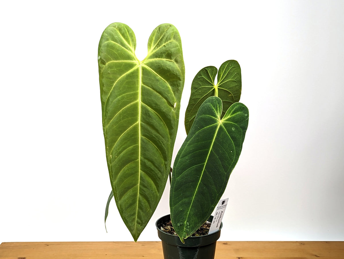 Anthurium metallicum