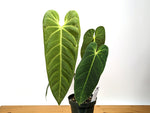 Anthurium metallicum