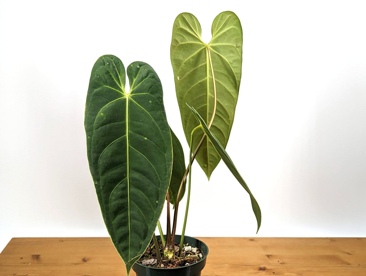 Anthurium metallicum
