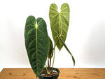 Anthurium metallicum