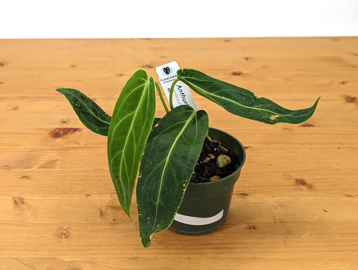 Anthurium Warocqueanum 'Queen'