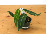 Anthurium Warocqueanum 'Queen'