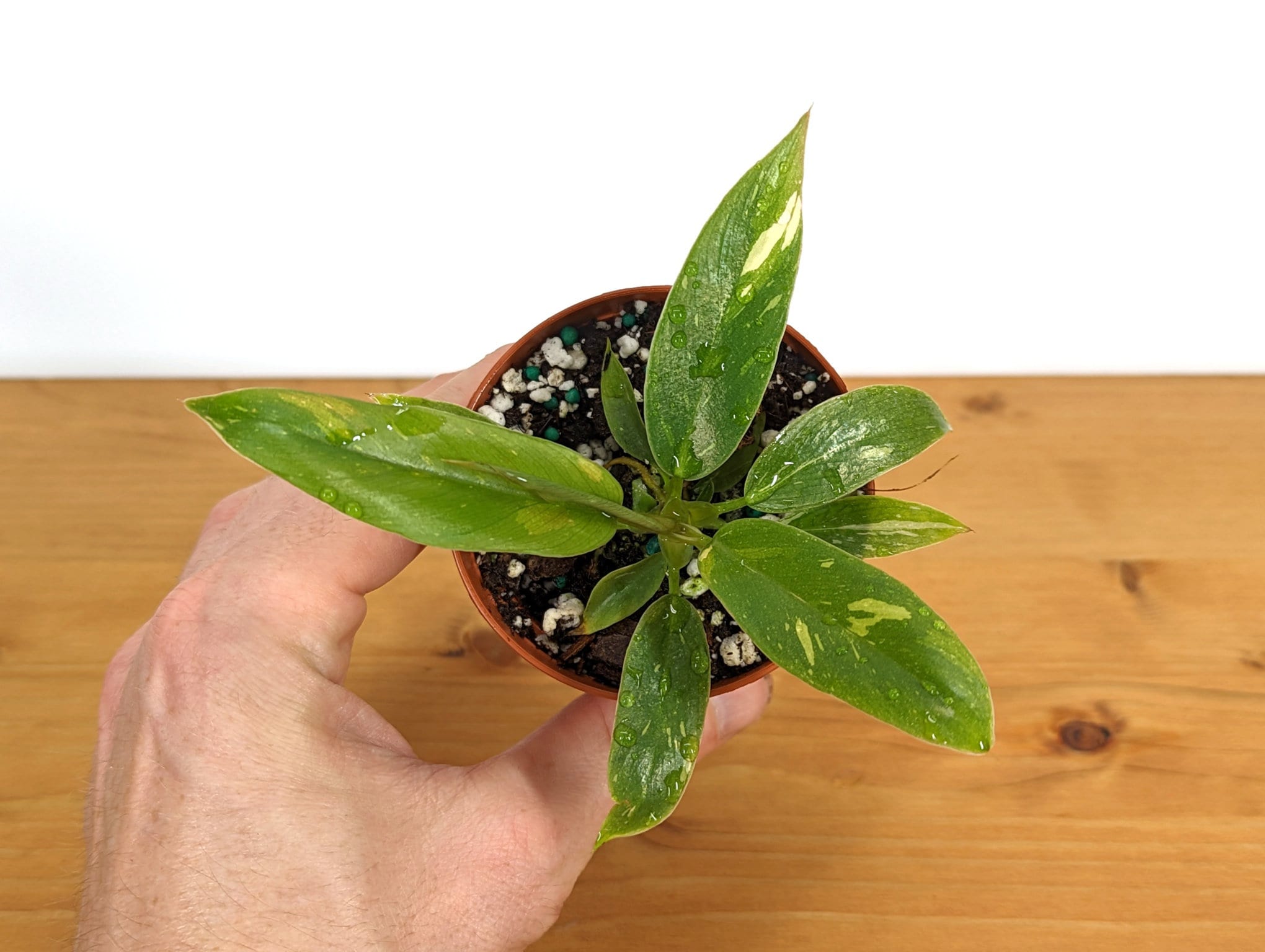 Philodendron Ring of Fire - 3  inch or 4 inch pot