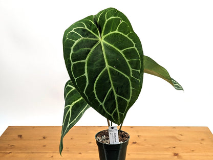 Anthurium Crystallinum x Magnificum