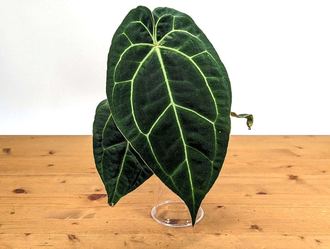 Anthurium Crystal Sky (Crystallinum x Besseae)