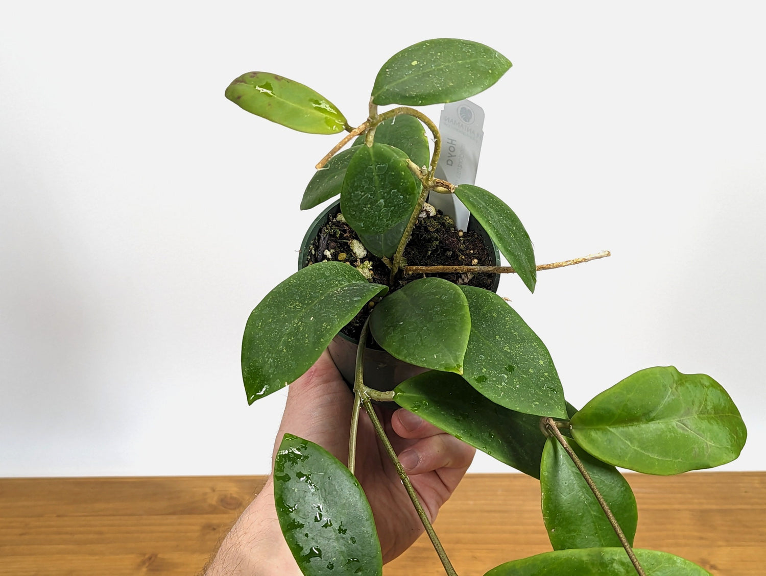 Hoya mindorensis Red Star 4 inch pot