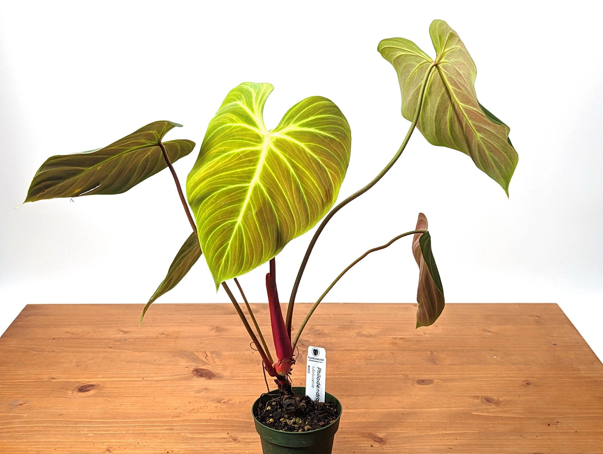 Philodendron El Choco Red Rubrijuvenile