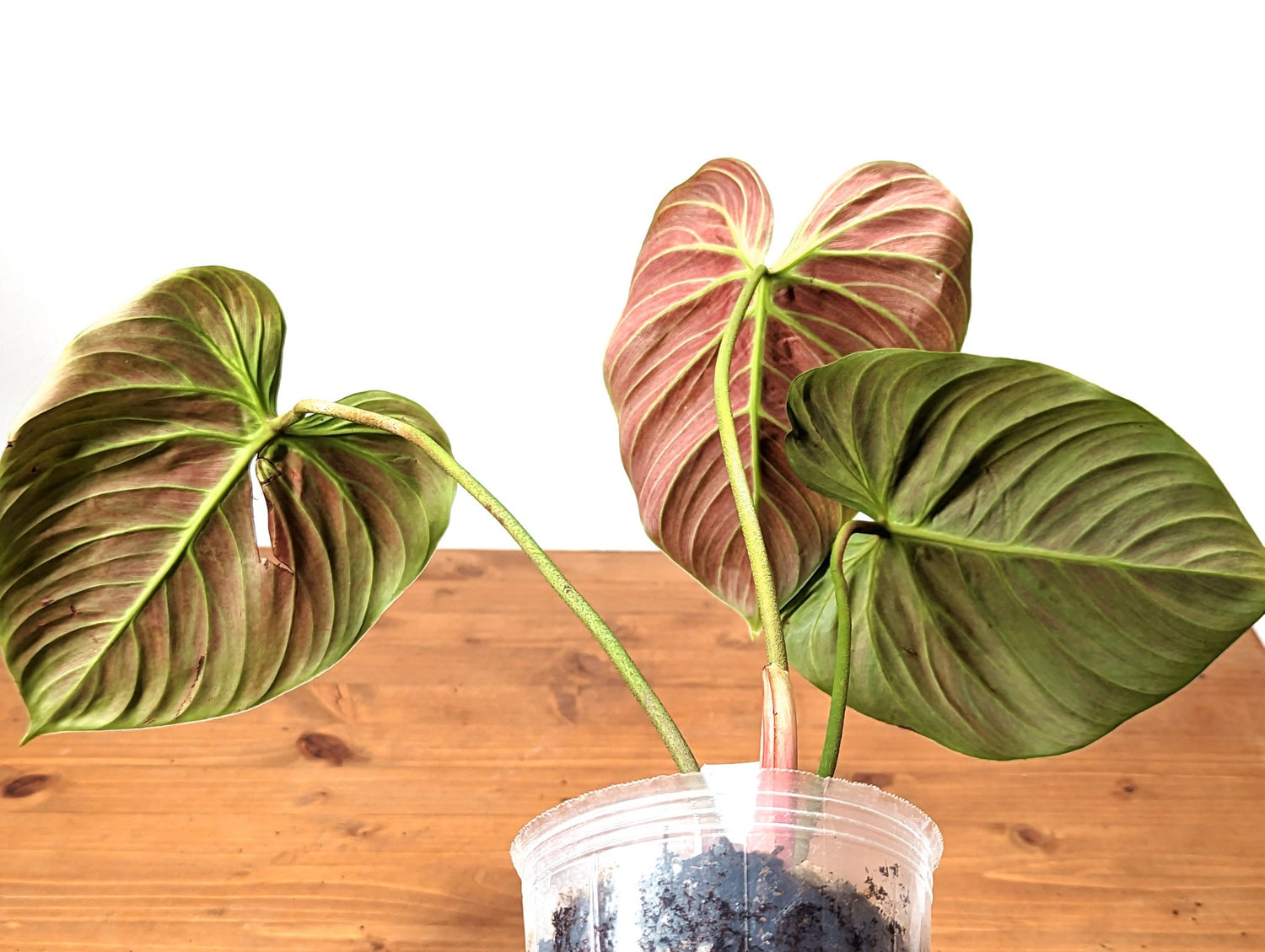 Philodendron El Choco Red Rubrijuvenile