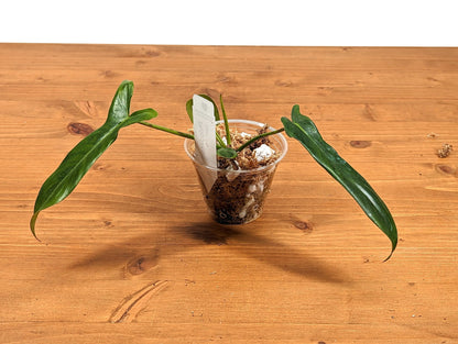 Philodendron Joepii 4 inch pot