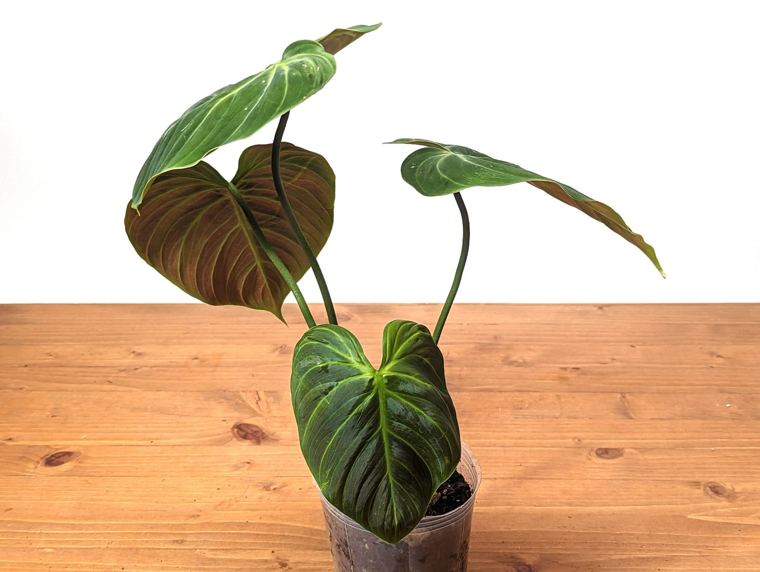 Philodendron El Choco Red Rubrijuvenile