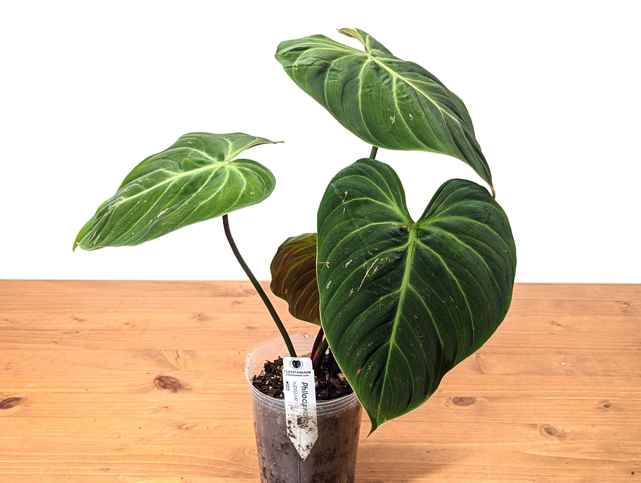 Philodendron El Choco Red Rubrijuvenile