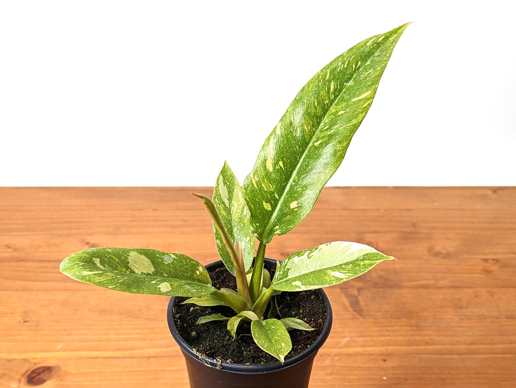 Philodendron Ring of Fire - 3  inch or 4 inch pot