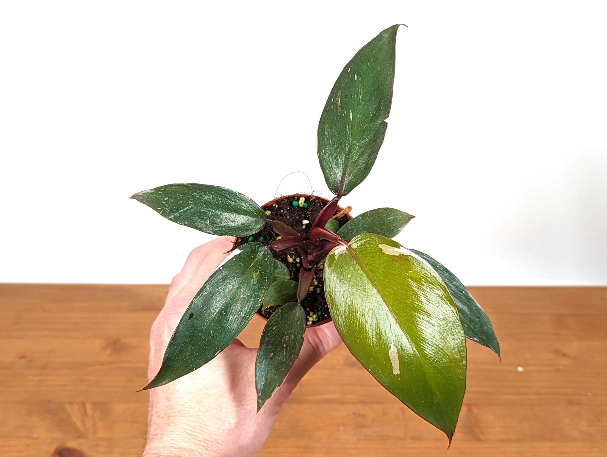 Philodendron Pink Princess Starter Plant Low Color