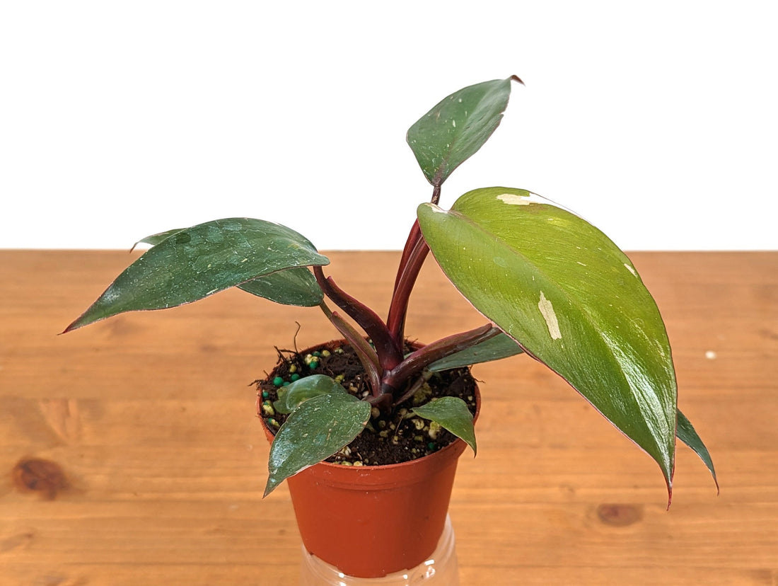 Philodendron Pink Princess Starter Plant Low Color