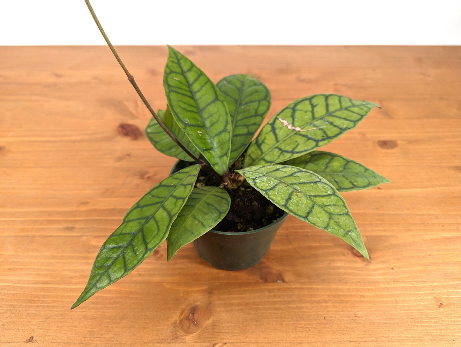 Hoya callistophylla 4 inch pot