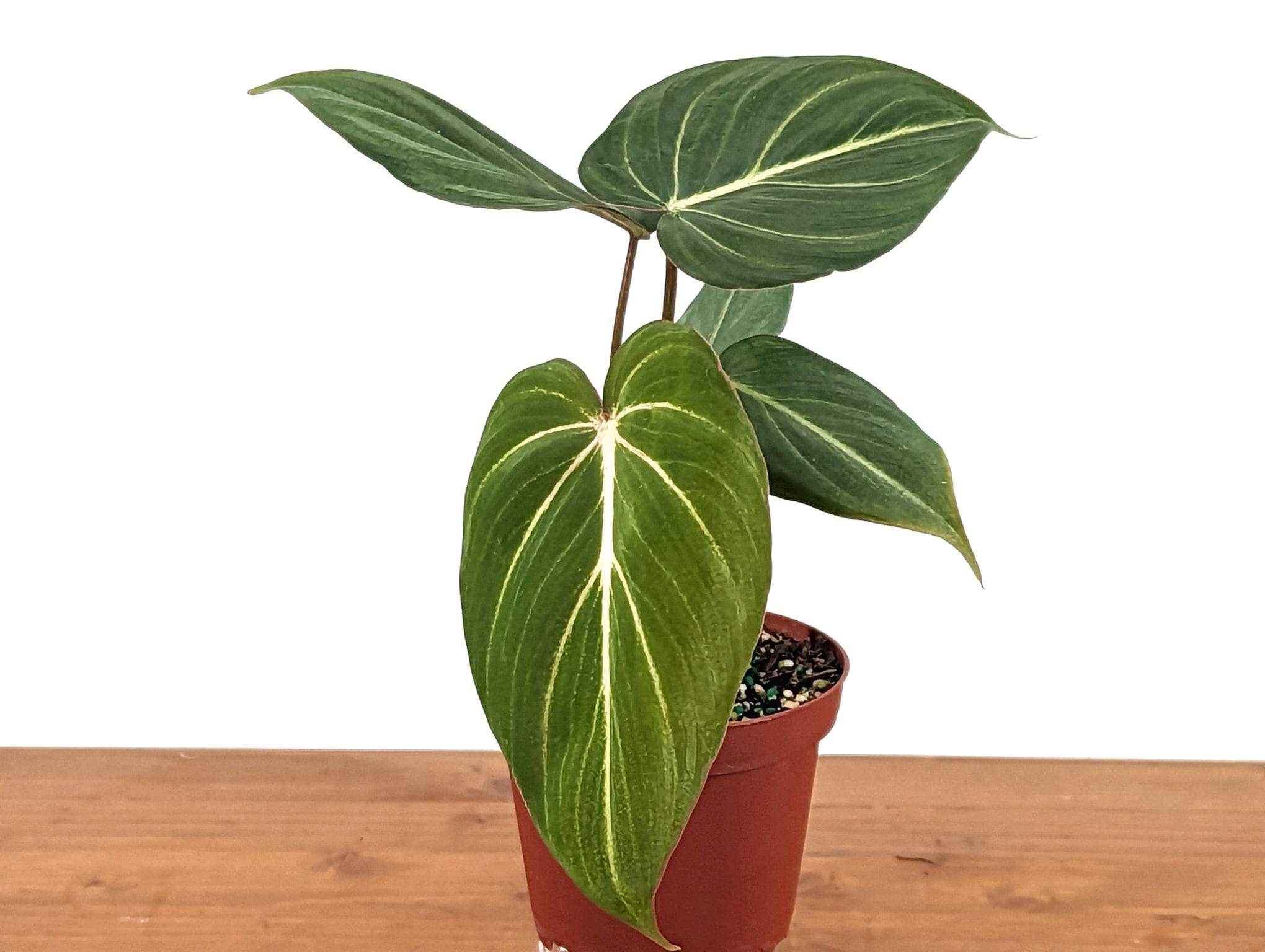 Philodendron Gloriosum