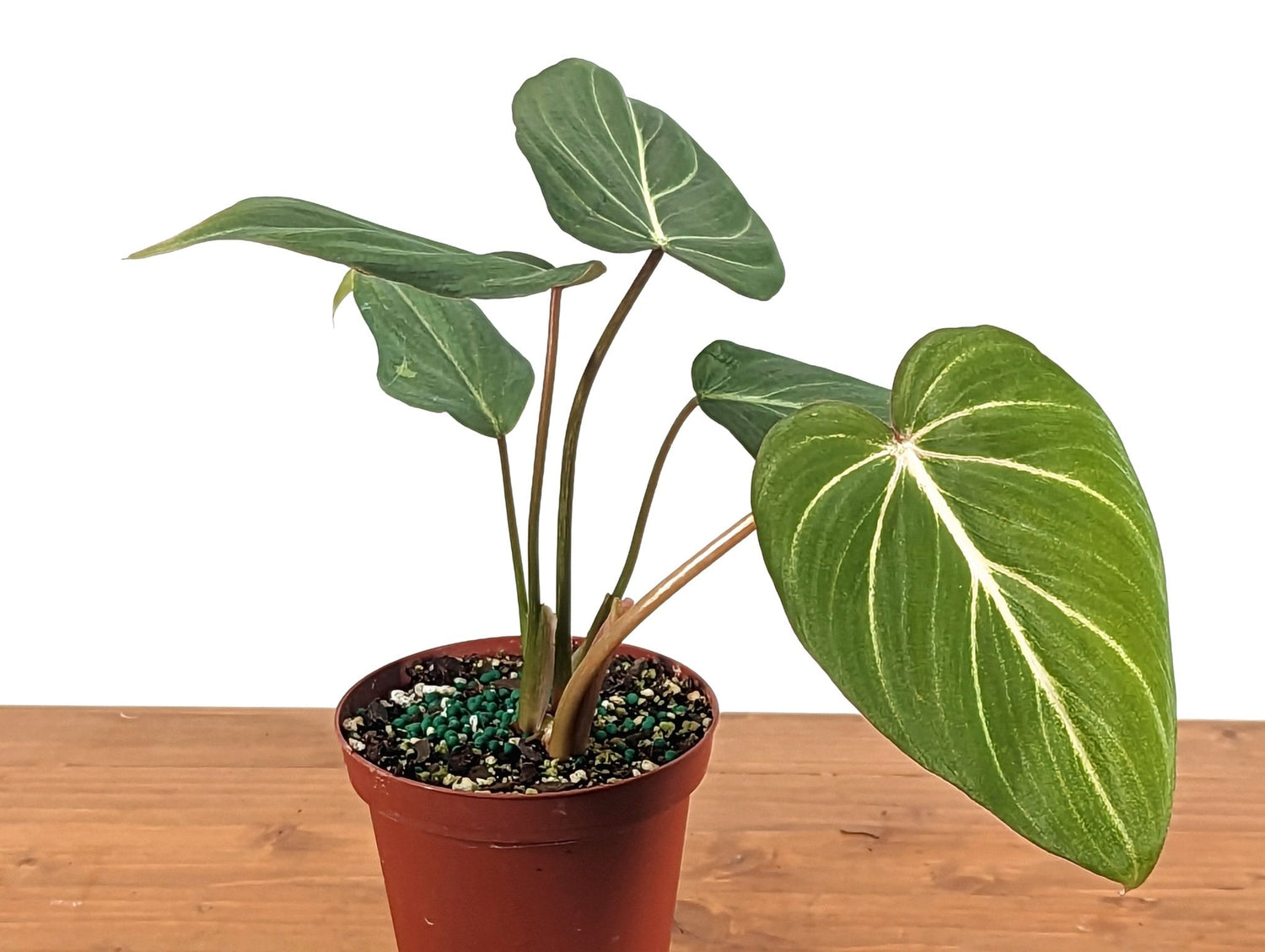 Philodendron Gloriosum