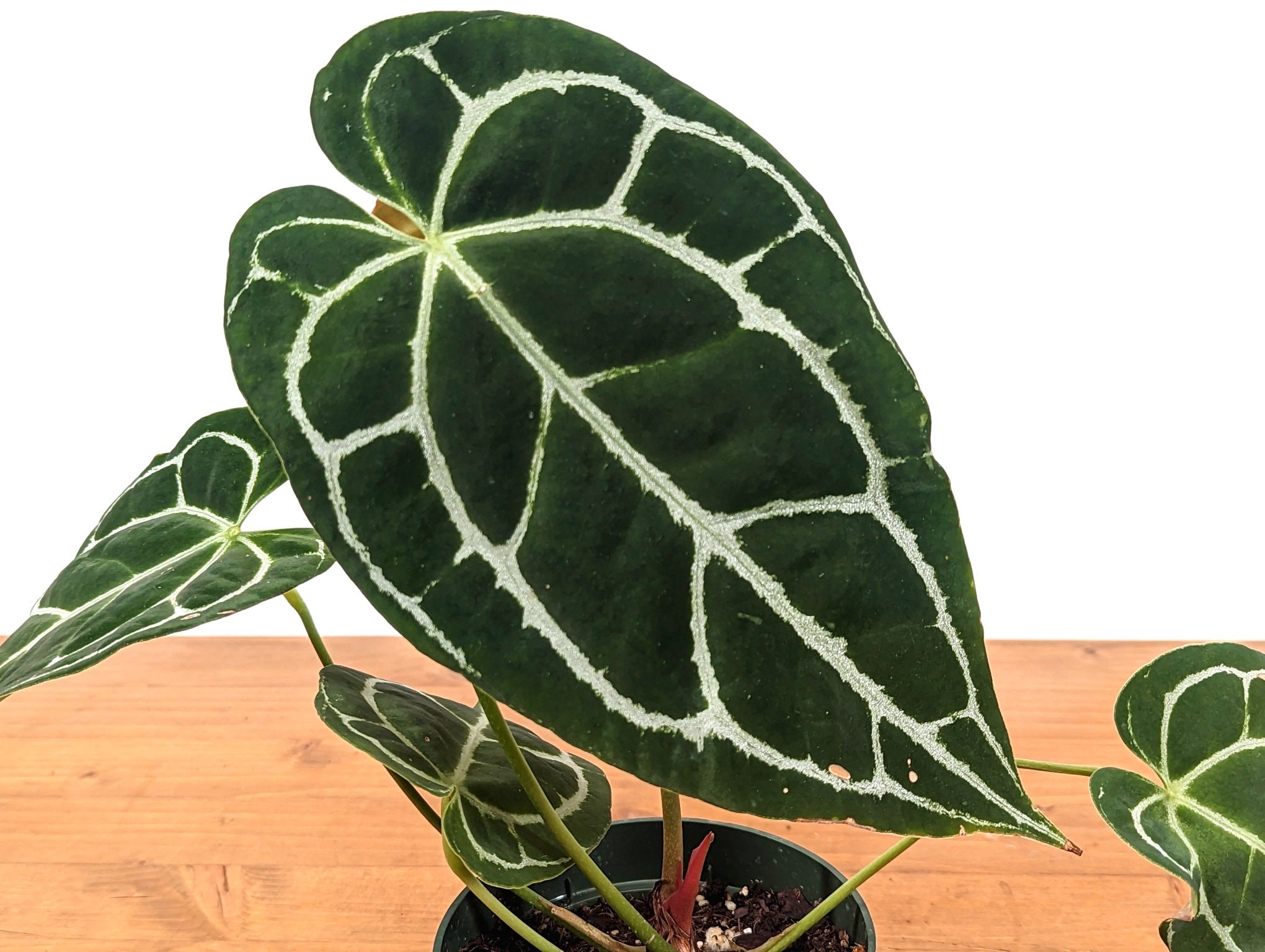 Anthurium Crystallinum Silver