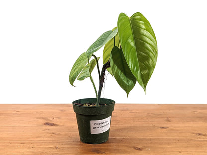 Philodendron Genevievianum - 4 inch pot