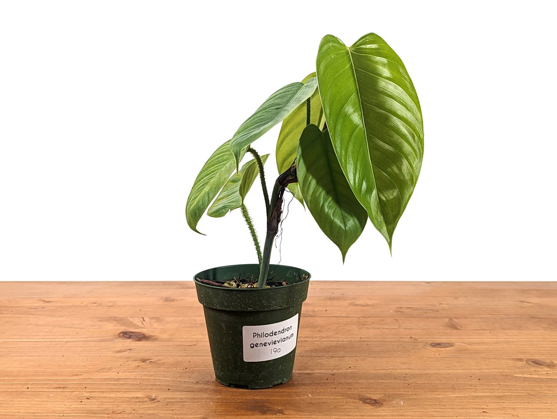 Philodendron Genevievianum